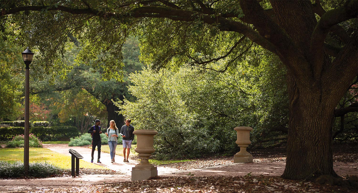 Oak tree on the University of South Carolina campus